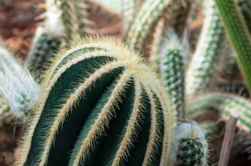 Close up thorns of cactus , beautiful big cactus