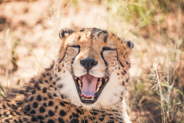 happy cheetah having a smile for everybody © visiontop