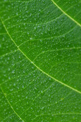 green leaf closeup for background