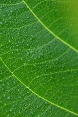 green leaf closeup for background