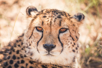 cheetah having a serious look in Namibia