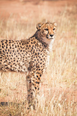 cheetah is keeping watch in the steppe of Namibia