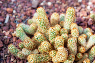 Beautiful Small Gold Colors of Mammillaria elongata cactus