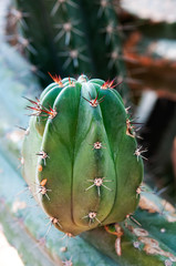 Beautiful succulent plants echeveria succulents