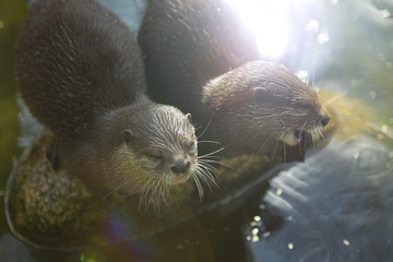 Otter im Wasser auf einem Stein