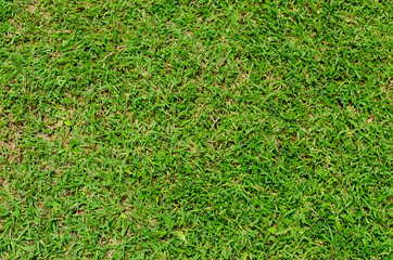 Green grass texture for background. Green lawn pattern and texture background. Close-up.