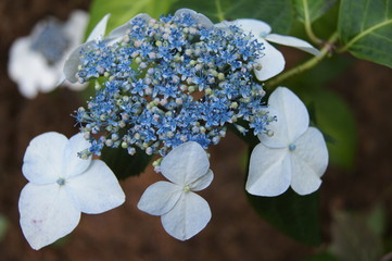 Hydrangea hortensia
