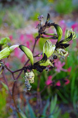 View of a Black Kangaroo Paw flower (Macropidia fuliginosa) in Australia