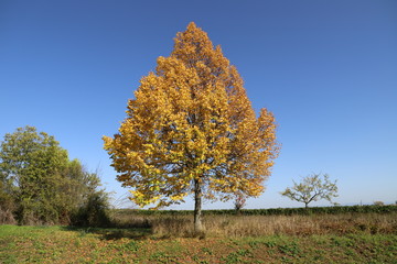 Fototapeta premium Baum mit herbstlicher Färbung vor blau