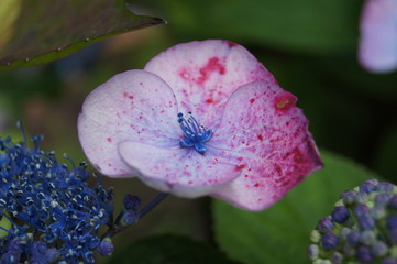 Hydrangea hortensia