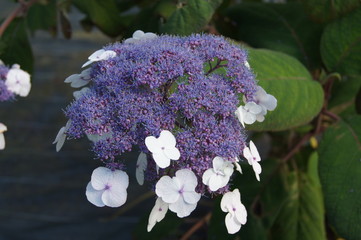 Hydrangea hortensia