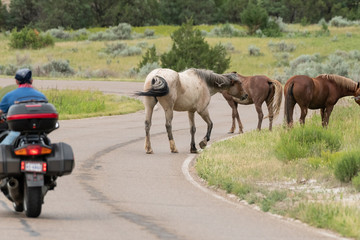 Motorcycle Passes Wild Horses