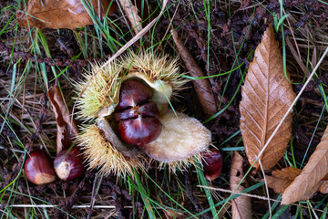 Edible sweet chestnuts in their protective spiked husk on forest floor in Arne, Dorset, UK