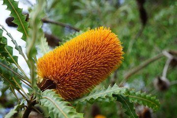 Yellow flower spike of the Banksia plant, a coastal tree in Australia