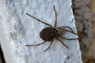 spider on a background