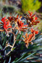 View of a Kings Park Federation Flame red Kangaroo Paw flower (Anigozanthos rufus) in Australia