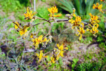 View of a Yellow Kangaroo Paw flower (Anigozanthos pulcherrimus) in Australia