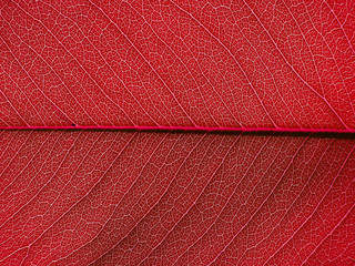 Fototapeta na wymiar red leaf texture