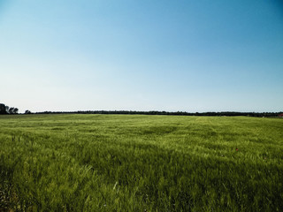 Green field in Kashubian village.