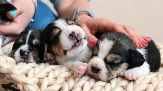 Cute beagle puppies yawning and sleeping on white knitted blanket