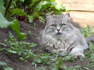 The beautiful cat Siberian breed of gray color of in stripes. Cat with green eyes close up in the garden.
