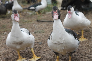 group of ducks