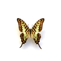 beautiful butterflies in the white background