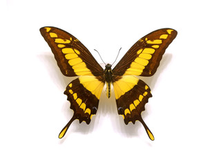 beautiful butterflies in the white background