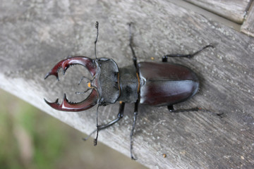 Hirschk&auml;fer M&auml;nnchen