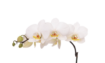 An orchid flower on a white background.