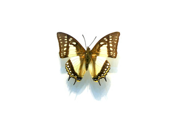 beautiful butterflies in the white background