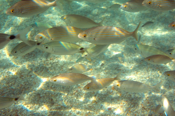 Naklejka na ściany i meble The inhabitants of the sea. A flock of fish in the sea. Underwater shot of fish in the Aegean Sea.
