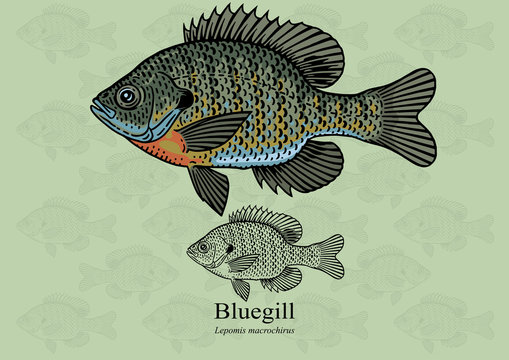 Bluegill Fish Images – Browse 834 Stock Photos, Vectors, and Video