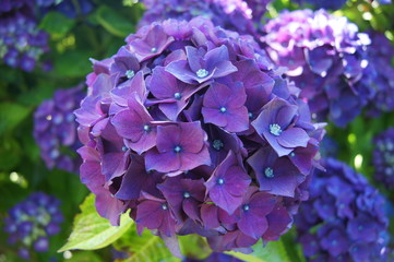Hortensia Hydrangea © Sebastien