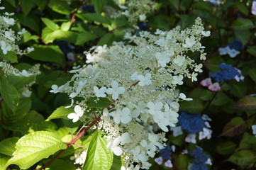 Hydrangea hortensia
