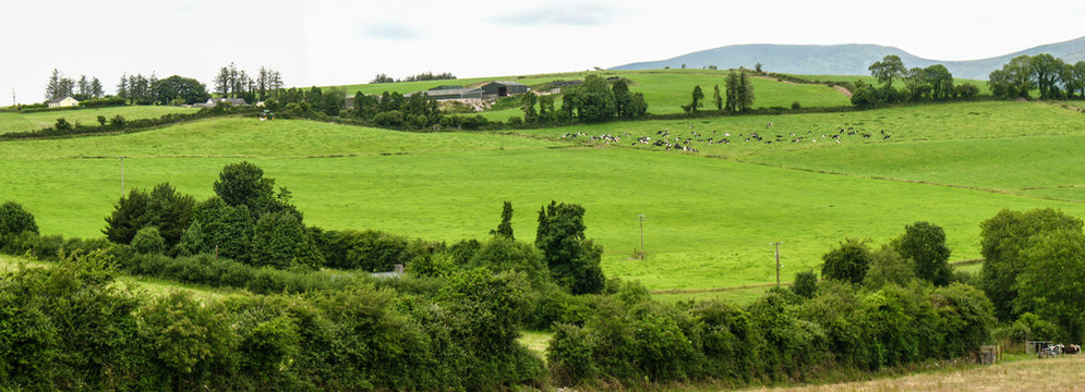 Scenic view of rolling countryside green farm fields with sheep, cow  and green grass in Clonmel Tipperary, Ireland