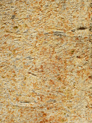 bark of bodhi tree texture