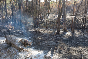 Aftermath Of A Bush Fire at Barden Ridge