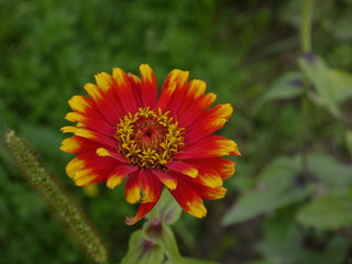 Цветок цинния красно-желтая