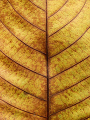 autumn leaves texture