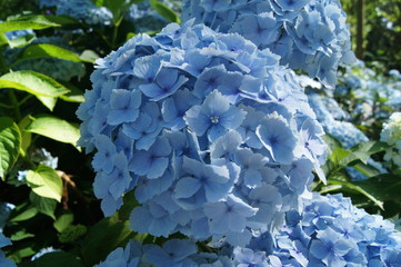 Hortensia Hydrangea