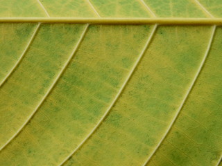 autumn leaf texture