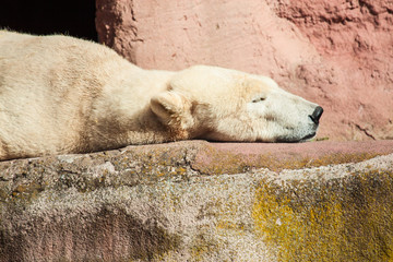 Eisb&auml;r (Ursus maritimus) im Zoo