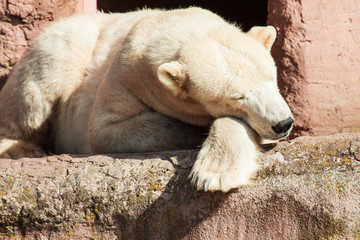 Eisb&auml;r (Ursus maritimus) im Zoo