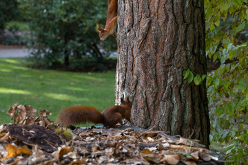 two red squirrel looking for food