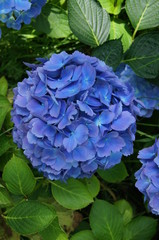 Hortensia Hydrangea