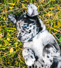 funny Labrador puppy dog with different color eyes