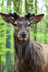 Rothirsch (Cervus elaphus) in Deutschland