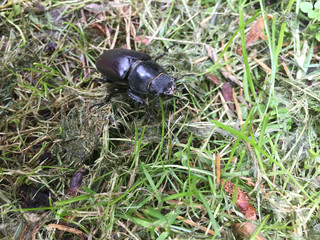 Hirschkäfer Weibchen