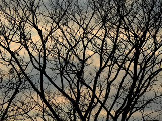 dry branch tree silhouette with sunset of sky background